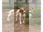 Beagle DOG FOR ADOPTION RGADN-1034944 - Jessie - Beagle / Beagle (short coat)