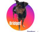 German Shepherd Dog Mix DOG FOR ADOPTION RGADN-1034972 - Bridget - German
