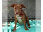 Dachshund Mix DOG FOR ADOPTION RGADN-1035048 - Banjo - Dachshund / Terrier /