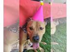 American Staffordshire Terrier-Mastiff Mix DOG FOR ADOPTION RGADN-1035169 - Dino