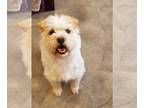 Wheaten Terrier Mix DOG FOR ADOPTION RGADN-1035203 - DANBI - Wheaten Terrier /