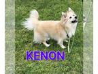 Huskies -Pomeranian Mix DOG FOR ADOPTION RGADN-1035397 - Kenon - Pomeranian /