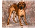 Redbone Coonhound DOG FOR ADOPTION RGADN-1035443 - KENNY - Redbone Coonhound