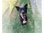 Labrador Retriever Mix DOG FOR ADOPTION RGADN-1035637 - TRINITY - Labrador