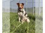 Australian Kelpie Mix DOG FOR ADOPTION RGADN-1036292 - Mochi - Australian Kelpie