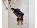 Papshund DOG FOR ADOPTION RGADN-1036438 - Ace - Papillon / Dachshund / Mixed Dog