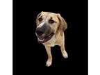 Saint Dane DOG FOR ADOPTION RGADN-1036476 - Lager - Great Dane / Saint Bernard /