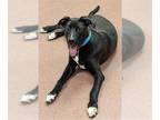 Staffordshire Bull Terrier Mix DOG FOR ADOPTION RGADN-1036716 - HAMWICH -