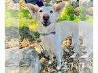 Huskies -white german shepherd Mix DOG FOR ADOPTION RGADN-1036726 - Bliss -