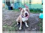 American Staffordshire Terrier DOG FOR ADOPTION RGADN-1036930 - Zig Zag -