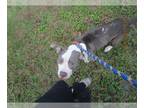 American Pit Bull Terrier Mix DOG FOR ADOPTION RGADN-1037058 - ZEUS - Pit Bull