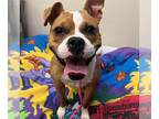 Boston Terrier-Boxer Mix DOG FOR ADOPTION RGADN-1037431 - RED SOX - Boxer /