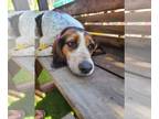 Beagle-Treeing Walker Coonhound Mix DOG FOR ADOPTION RGADN-1037552 - Lily -