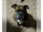 Boxer DOG FOR ADOPTION RGADN-1037564 - Willow *Foster Needed* - Boxer (short