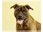 Boxer Mix DOG FOR ADOPTION RGADN-1037714 - CHURRO - Boxer / Mixed (medium coat)