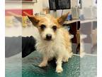 Cairn Terrier Mix DOG FOR ADOPTION RGADN-1037754 - Sadie - Cairn Terrier / Mixed