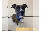 Boxer Mix DOG FOR ADOPTION RGADN-1037904 - DANDELION - Boxer / Mixed (medium