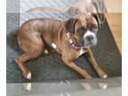 Boxer DOG FOR ADOPTION RGADN-1038039 - Ebony - Boxer Dog For Adoption