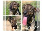 Coonhound-German Shepherd Dog Mix DOG FOR ADOPTION RGADN-1038093 - Chief - H -