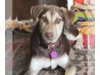 Huskies -Labrador Retriever Mix DOG FOR ADOPTION RGADN-1038122 - Dillon - Husky