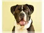 Boxer DOG FOR ADOPTION RGADN-1038192 - WINSTON - Boxer (medium coat) Dog For