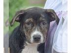 Beagle Mix DOG FOR ADOPTION RGADN-1038251 - Mork - Beagle / Manchester Terrier /