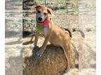 Basenji-Mastiff Mix DOG FOR ADOPTION RGADN-1038275 - Daisey Duke - Mastiff /