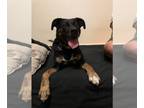Rhodesian Ridgeback-Rottweiler Mix DOG FOR ADOPTION RGADN-1038388 - HARLEY 8 -