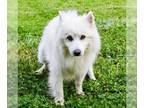 American Eskimo Dog Mix DOG FOR ADOPTION RGADN-1038458 - Jerome 11491 - American