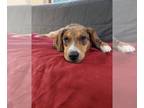 Australian Shepherd-Beagle Mix DOG FOR ADOPTION RGADN-1038750 - Queen -