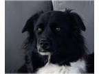 Collie Mix DOG FOR ADOPTION RGADN-1039297 - Maya - Collie / Terrier / Mixed Dog