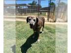 Labrador Retriever-Plott Hound Mix DOG FOR ADOPTION RGADN-1039425 - NANA -