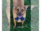 Dachshund Mix DOG FOR ADOPTION RGADN-1039546 - Clover - Dachshund / Terrier /