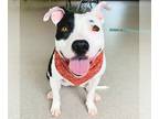 American Pit Bull Terrier Mix DOG FOR ADOPTION RGADN-1039623 - Ella - American