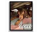 Doberman Pinscher DOG FOR ADOPTION RGADN-1040292 - Rocco needs love - Doberman