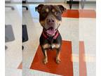 Rottweiler-American Pit Bull Terrier DOG FOR ADOPTION RGADN-1040474 - FENRIS -