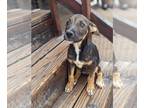 Catahoula Leopard Dog-Plott Hound Mix DOG FOR ADOPTION RGADN-1040566 - Remy -