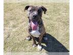 Mastiff DOG FOR ADOPTION RGADN-1040574 - HARBOR - Mastiff (medium coat) Dog For