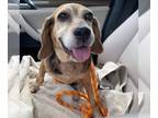 Beagle DOG FOR ADOPTION RGADN-1040839 - Betsy - Beagle Dog For Adoption
