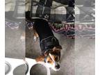 Beagle Mix DOG FOR ADOPTION RGADN-1040899 - Odie - Beagle / Mixed Dog For