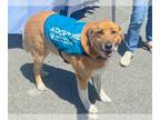 Labrador Retriever DOG FOR ADOPTION RGADN-1041145 - MAVERICK - Labrador
