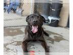 Chinese Shar-Pei-Labrador Retriever Mix DOG FOR ADOPTION RGADN-1041775 - COUNT