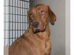 Labrador Retriever Mix DOG FOR ADOPTION RGADN-1042217 - Patience (Red Fox Lab) -