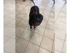 Rottweiler Mix DOG FOR ADOPTION RGADN-1042263 - KALI - Cane Corso Mastiff /