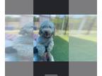 Poodle (Miniature) Mix DOG FOR ADOPTION RGADN-1042320 - Harry - Poodle