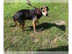 Beagle Mix DOG FOR ADOPTION RGADN-1042340 - *TUCKER - Beagle / Mixed (medium
