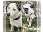 Mix DOG FOR ADOPTION RGADN-1042616 - Charlotte - needs foster - Husky Dog For