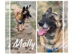 German Shepherd Dog Mix DOG FOR ADOPTION RGADN-1042620 - Molly - Belgian