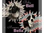 Beagle Mix DOG FOR ADOPTION RGADN-1042635 - Lil' Bell Pepper - Beagle / Terrier