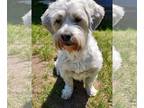 Shih Tzu Mix DOG FOR ADOPTION RGADN-1042648 - Lily (Pending Adoption) - West